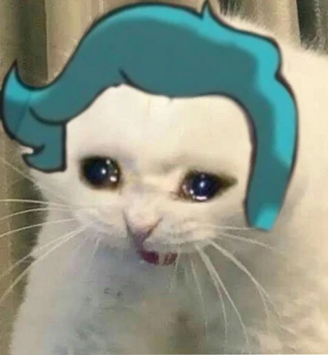 small to medium-sized cats felidae cat