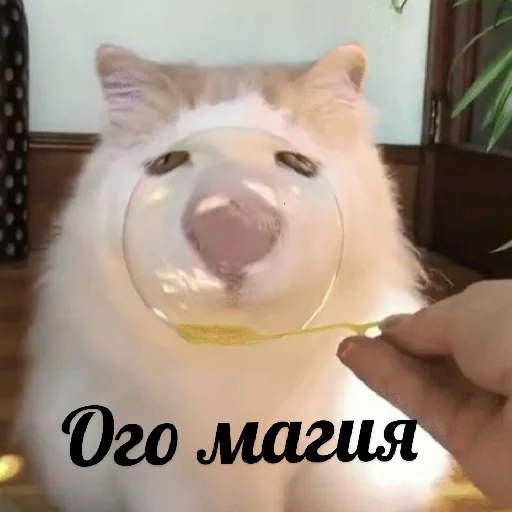 млекопитающее животное комнатный