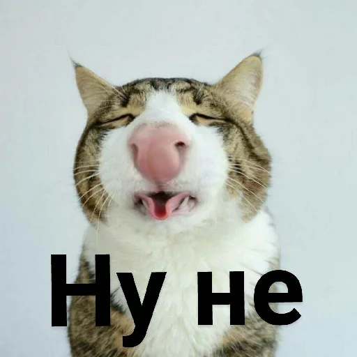 animal mammal felidae