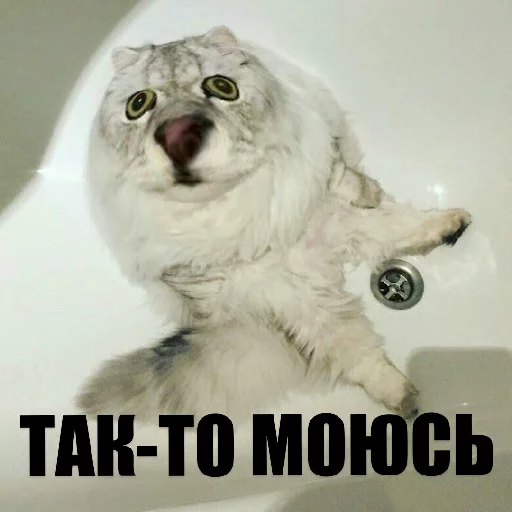 animal mammal felidae