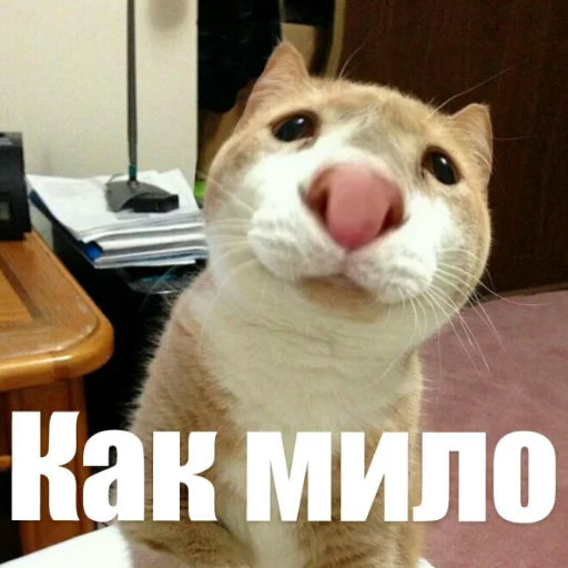 животное млекопитающее кошки малого и среднего размера