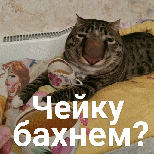 животное млекопитающее кошачьи