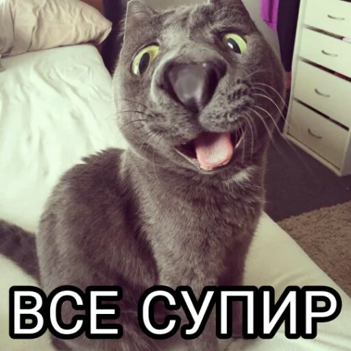 felidae indoor small to medium-sized cats