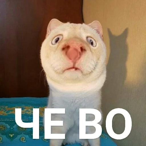 animal cat small to medium-sized cats