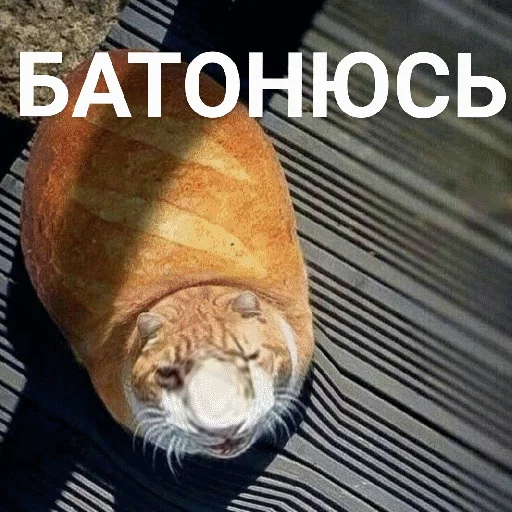 animal mammal felidae