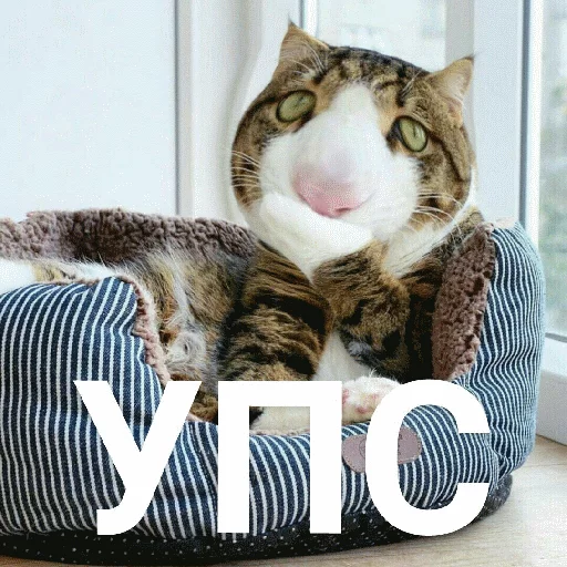 felidae small to medium-sized cats animal