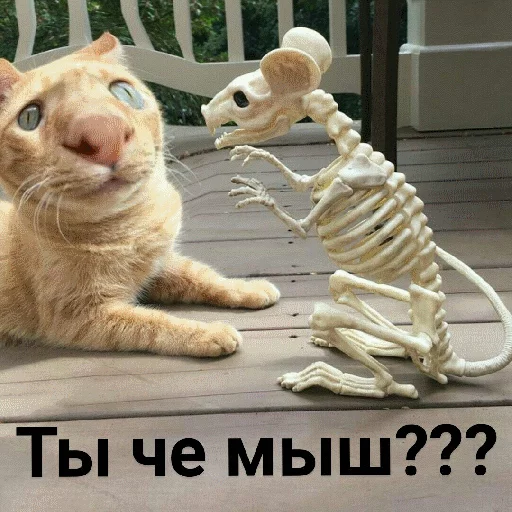 animal felidae small to medium-sized cats