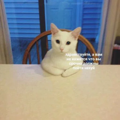 small to medium-sized cats indoor felidae