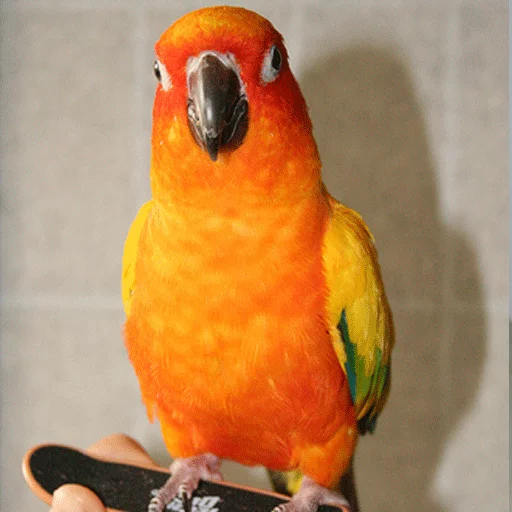 Sticker Крутые Скейтеры - 10