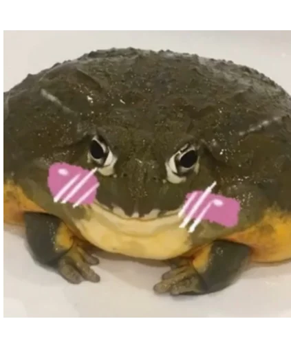 амфибия животное лягушка