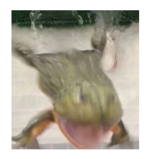 аквариум Размыто Человек