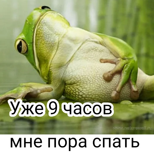 животное лягушка амфибия