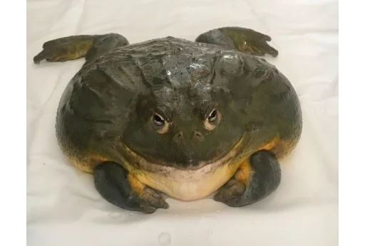 игрушка фигура животного лягушка