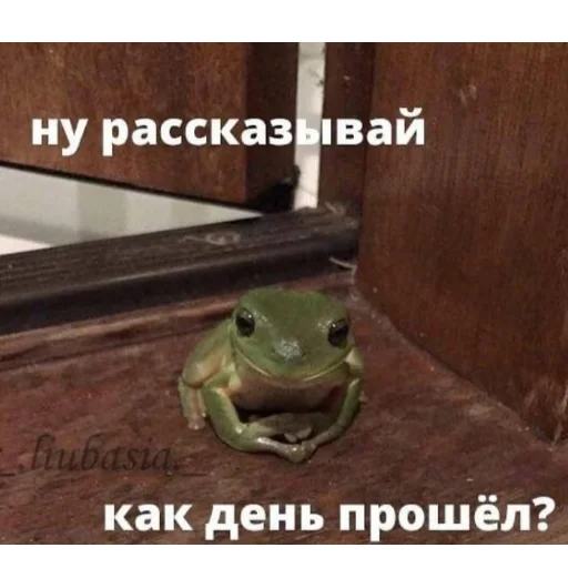 лягушка животное амфибия