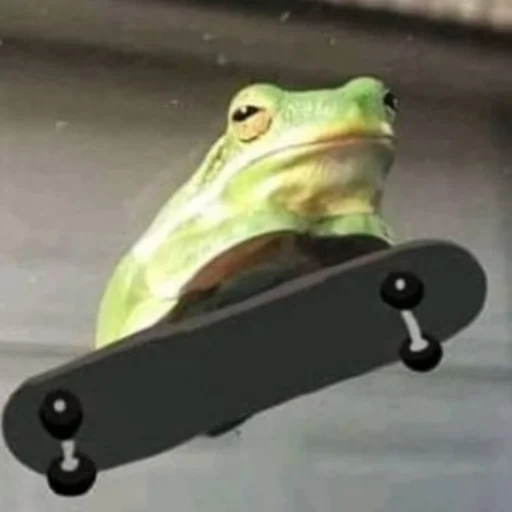 скейтборд амфибия сноуборд