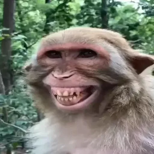 Monkey Funtime - СМС