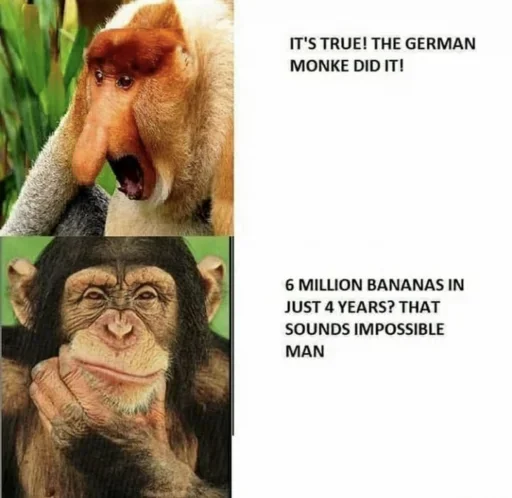 mammal animal primate