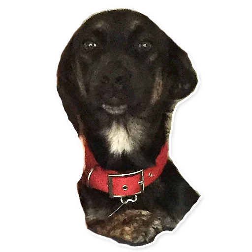 Sticker CooperTheDog - 1