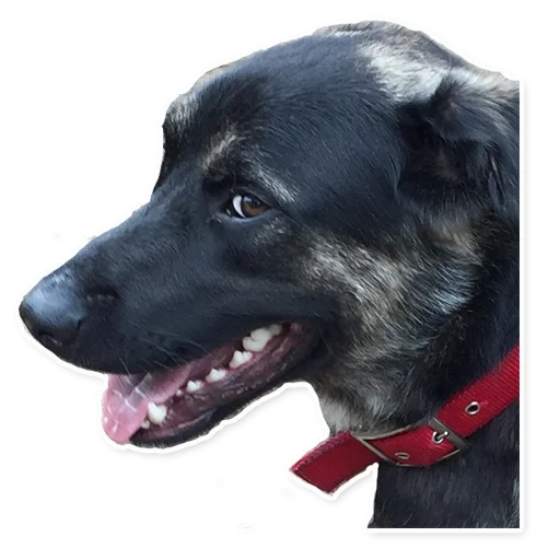 Sticker CooperTheDog - 1