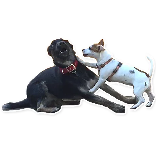 Sticker CooperTheDog - 1