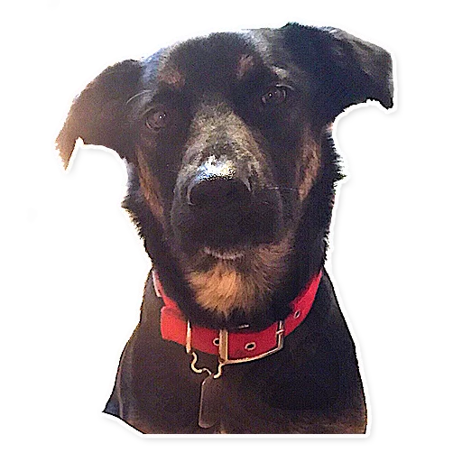 Sticker CooperTheDog - 1