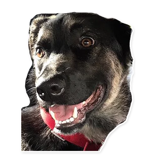 Sticker CooperTheDog - 1