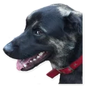 Sticker CooperTheDog - 4