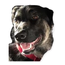 Sticker CooperTheDog - 0