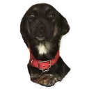 Sticker CooperTheDog - 5