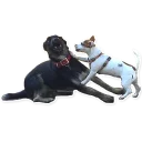 Sticker CooperTheDog - 3