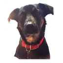 Sticker CooperTheDog - 1