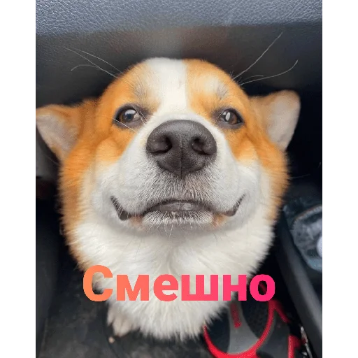 Стикер Корги - 9