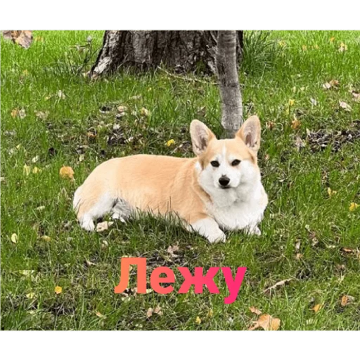 Стикер Корги - 8