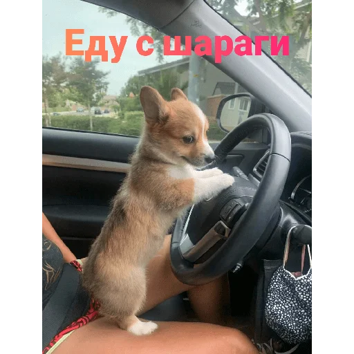 Стикер Корги - 7