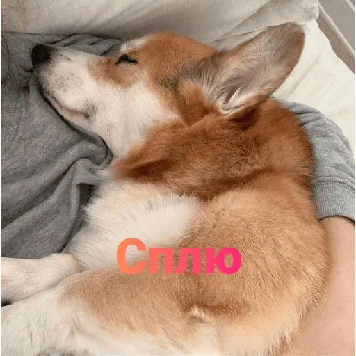 Стикер Корги - 5