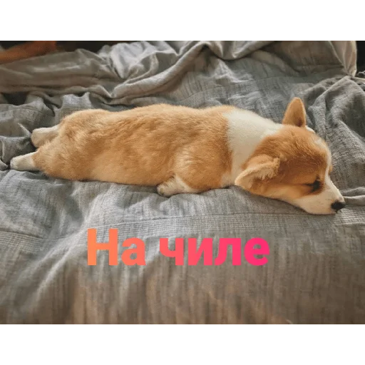 Стикер Корги - 4