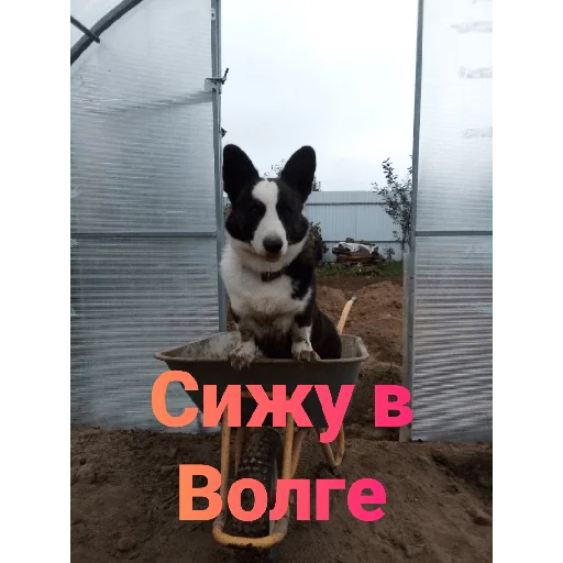 Стикер Корги - 2