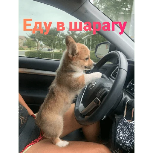 Стикер Корги - 0