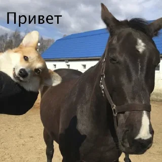 Sticker Корги Рик - 10