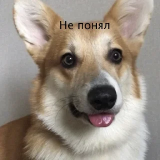 Sticker Корги Рик - 6