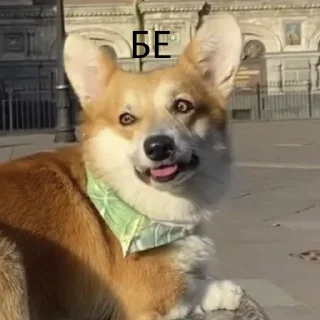 Sticker Корги Рик - 11