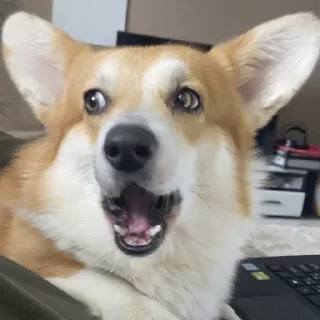 Sticker Корги Рик - 7