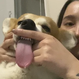 Sticker Корги Рик - 5