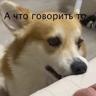 Sticker Корги Рик - 8