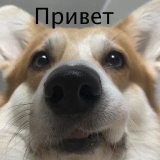 Sticker Корги Рик - 1