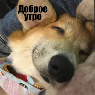 Sticker Корги Рик - 4