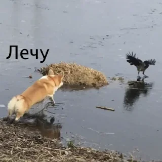 Sticker Корги Рик - 0