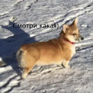 Sticker Корги Рик - 2