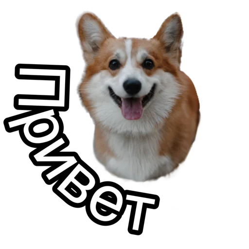 Sticker Corgiya_moscow - 1