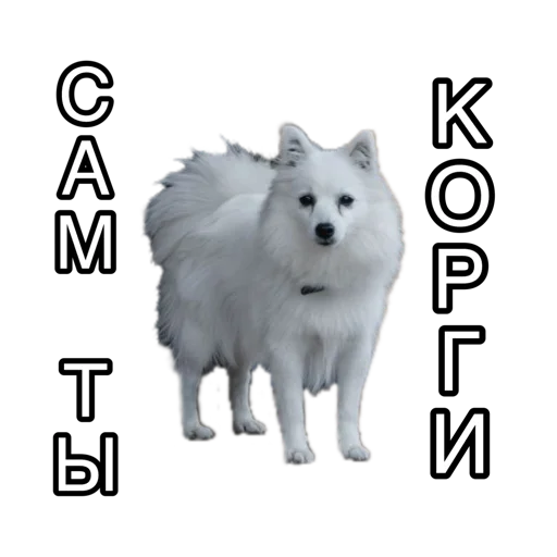 Sticker Corgiya_moscow - 1